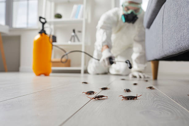 Post-Treatment Bed Bug Interceptor Monitoring in Kennedale